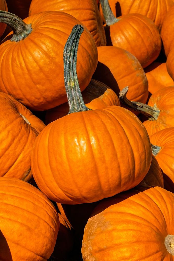 Pile of Pumpkins